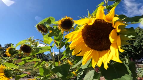 Sunflowers