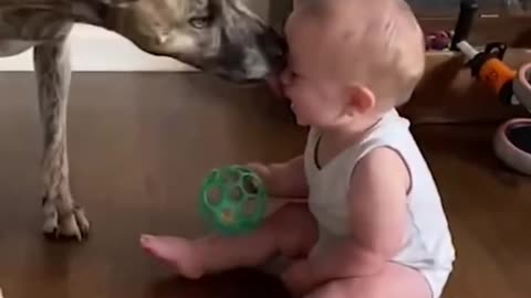 The dog makes the baby laugh