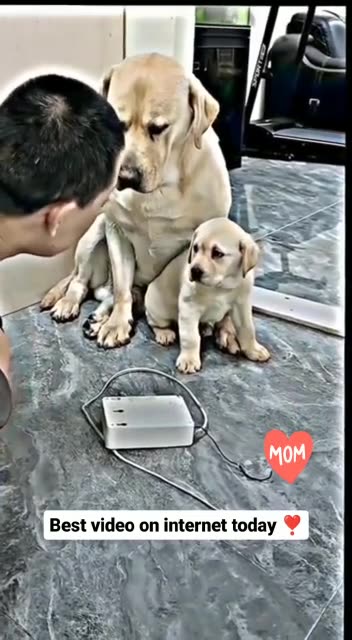 "mums should protect their young - unless your mum had you vaccinated"