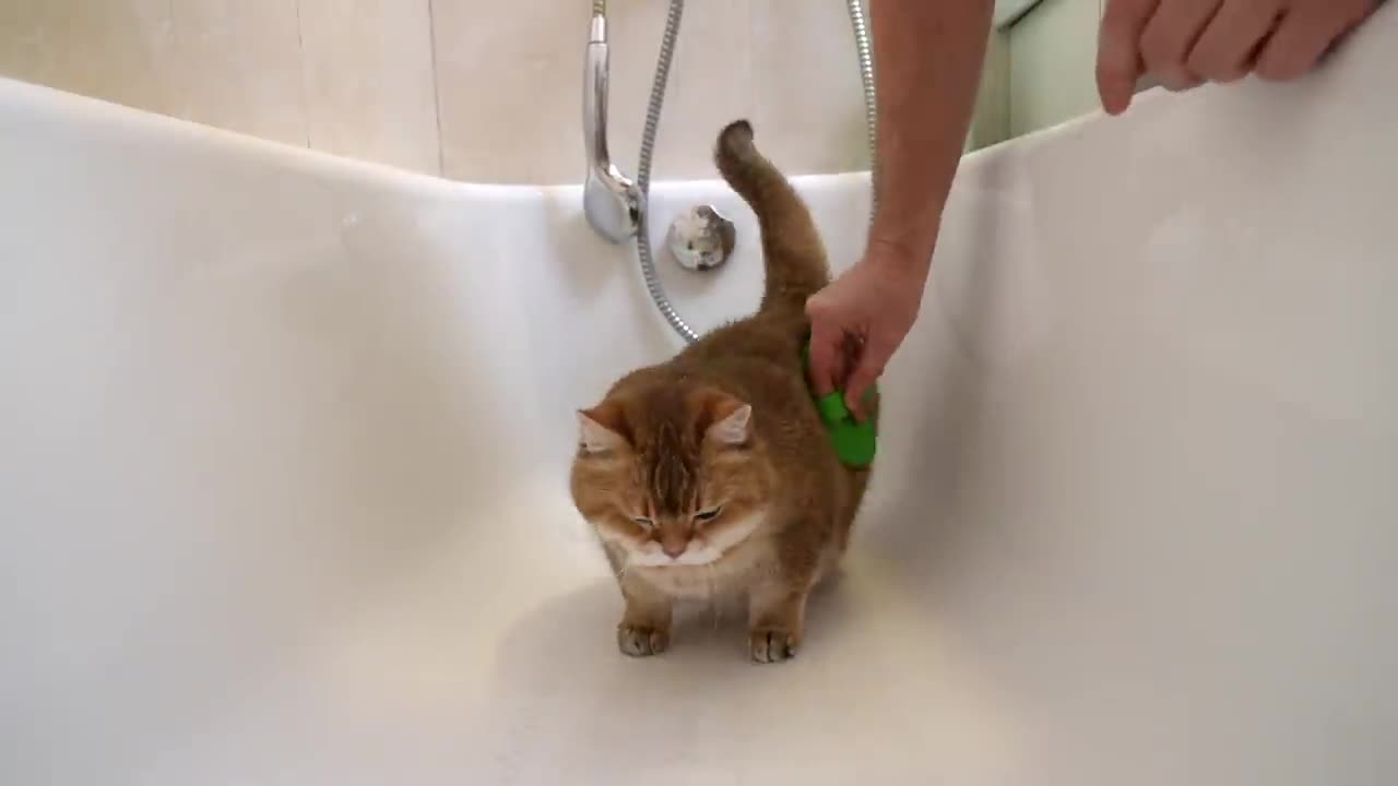 What is the Right Way to Brush Cat