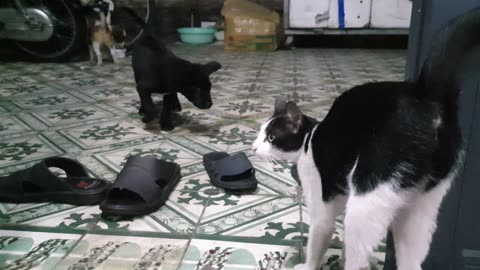 Funny My Cute Pets Cat and Puppy Dog Funny Moment - Viral Cat