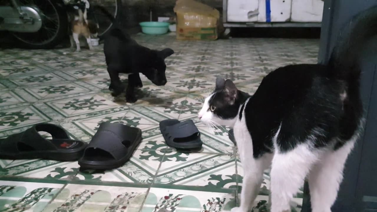 Funny My Cute Pets Cat and Puppy Dog Funny Moment - Viral Cat