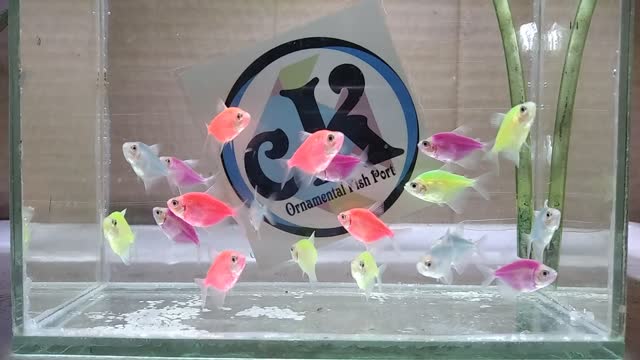 Tetra Glofish