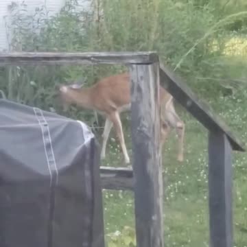 Buck at our Back Deck