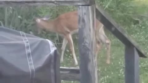 Buck at our Back Deck