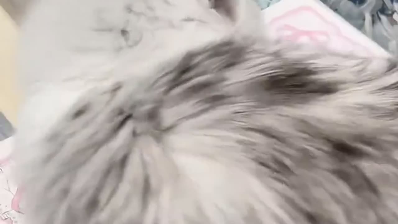 do you like this voice