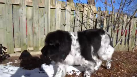 A giant dog with a giant heart | Newfoundland Dog