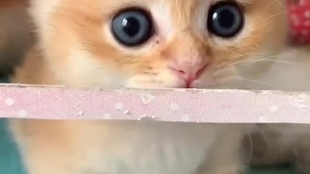 so cute 🥰🥰🥰