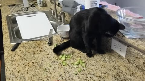 20240903 181215 Tux's Brocolli Nibble-Molest