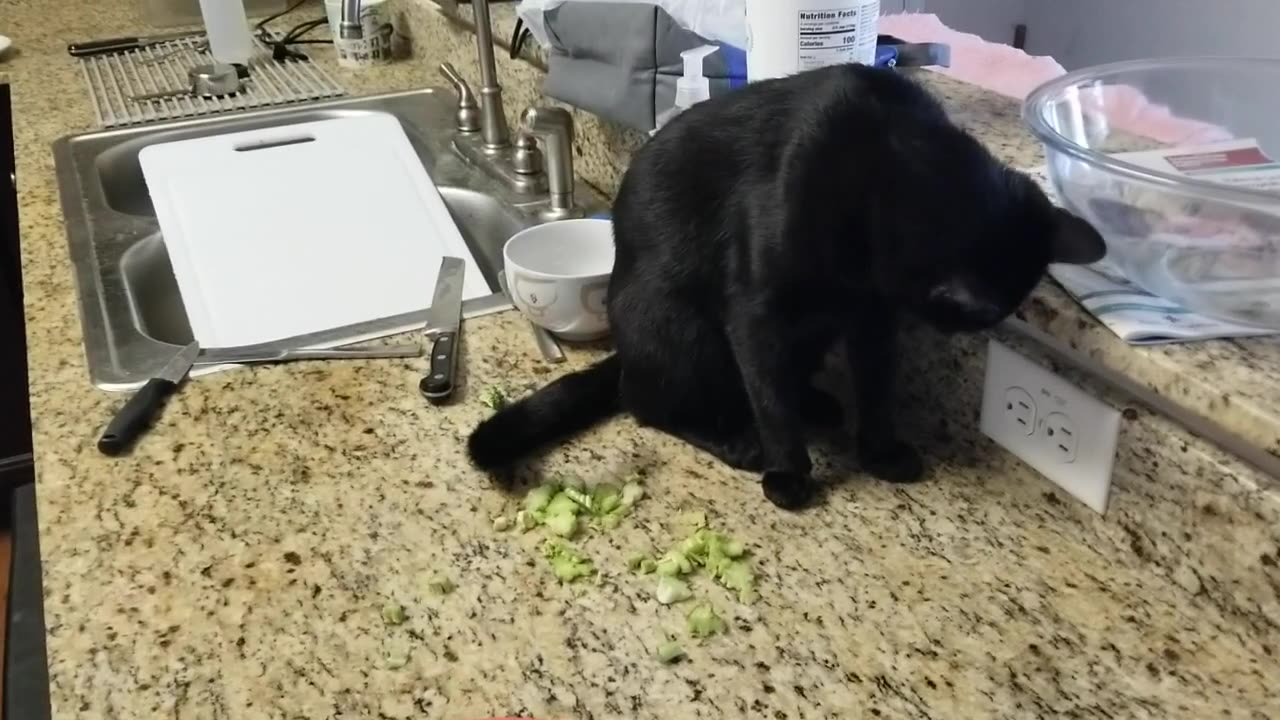 20240903 181215 Tux's Brocolli Nibble-Molest