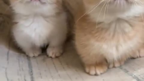 Funny baby Cats shorts