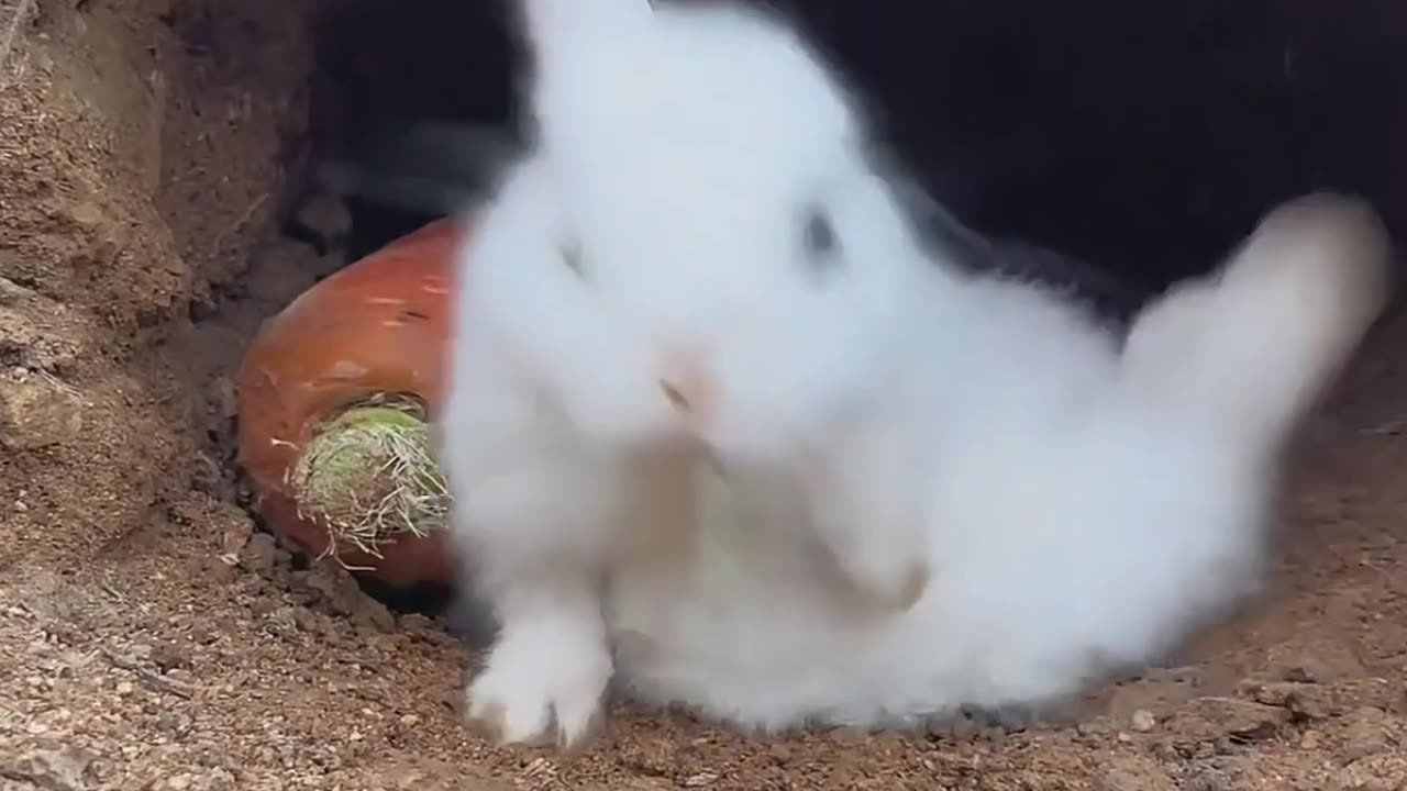 Rabbit sleeps with carrot on his pillow