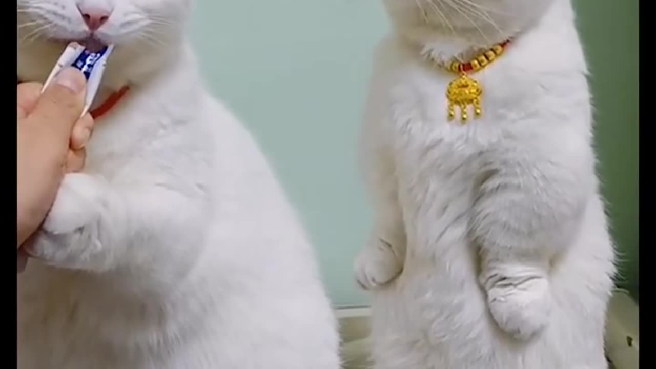 Funny cat's 😄😄