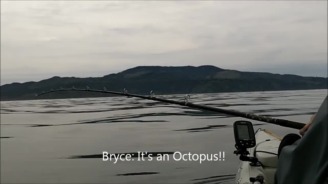 Octopus Caught While Kayak Fishing