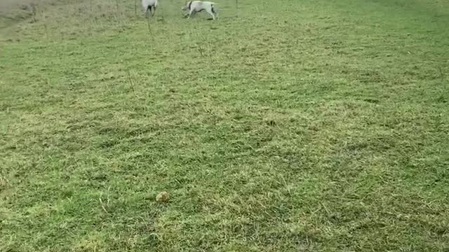 Puppie siblings reunited after 4 months apart