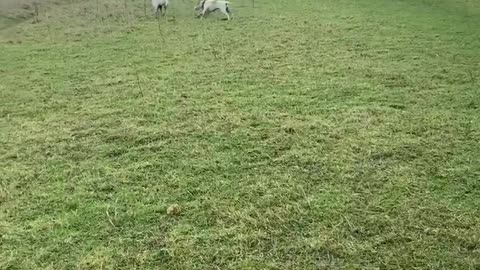 Puppie siblings reunited after 4 months apart