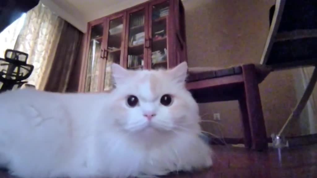When my cat is home alone and playing with the surveillance robot.😂