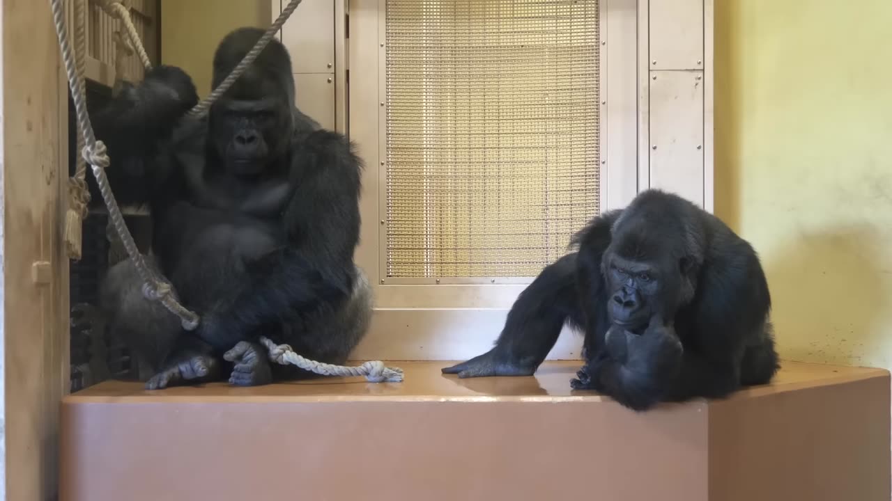 Excited Silverback Gorilla Ask a Female To Mate ❤| Funny Gorrila | Shabani & Ai.