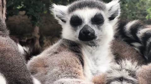 Ring-tailed lemur