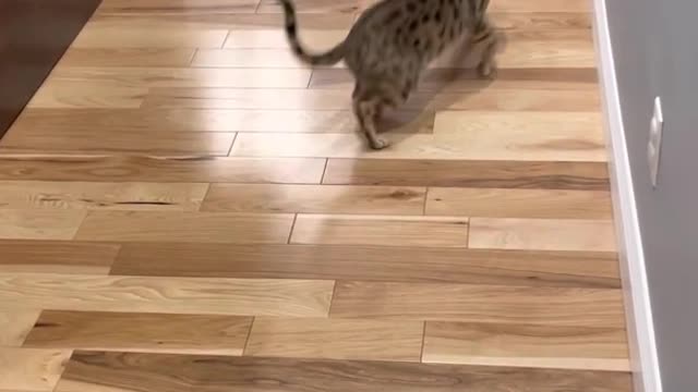 Cat and dog in a fight challenge