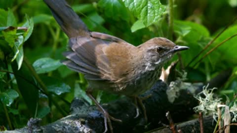 Ceret bird (Horornis vulcanius)