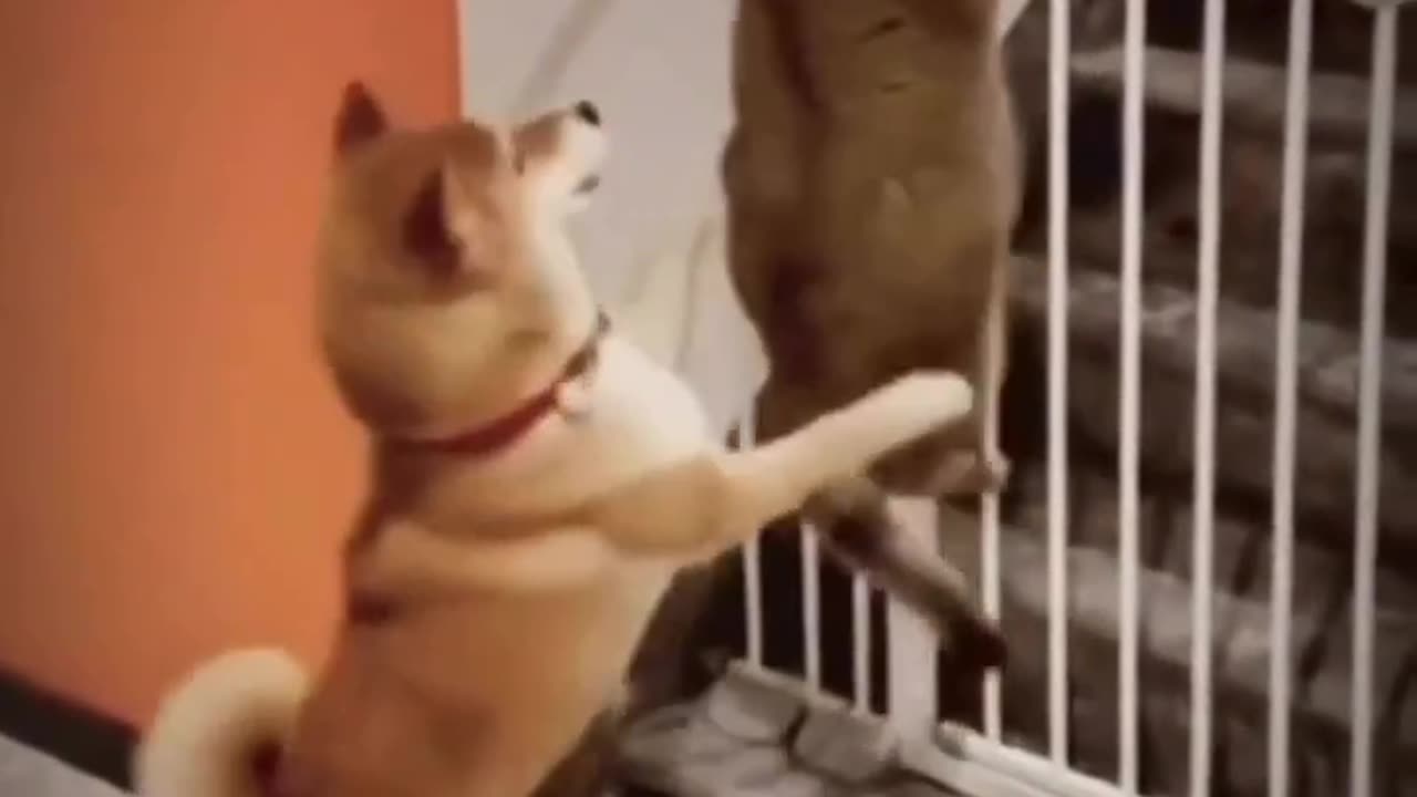 Clever dog helps a cat