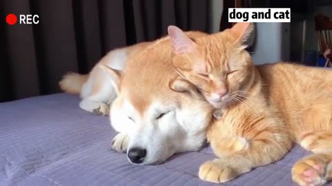 It's a dog-cat battle over who gets the pillow.