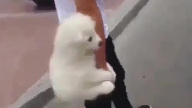 Dogs afraid to go out
