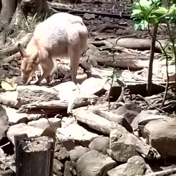 10 little Ducks Went Out One Day, Over the Hills and Far Away.........