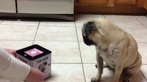 Dog and boxes