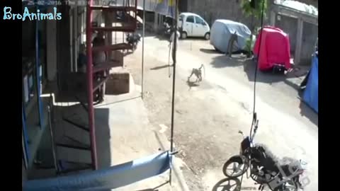 FUNNY MONKEYS, FUN WITH ANIMALS