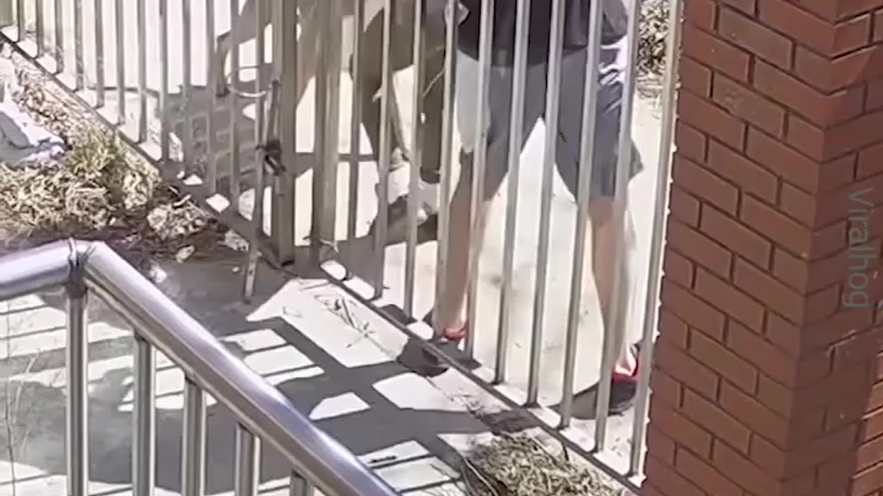 Pitbull Breaks Free Chasing