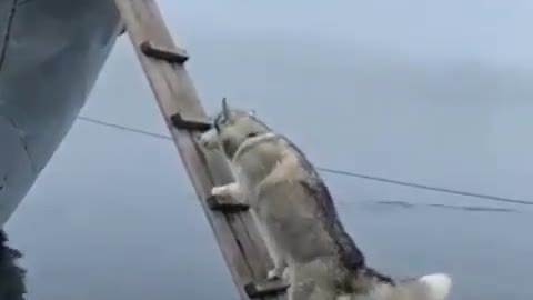 Ok !!! I can do it ☺️🐕‍🦺
