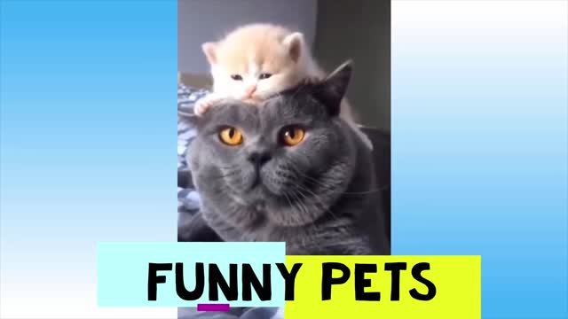 Funny Pets pt. 10