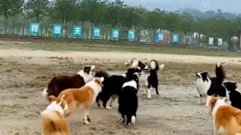 Dogs playing Balloon.
