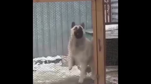 Funny animal