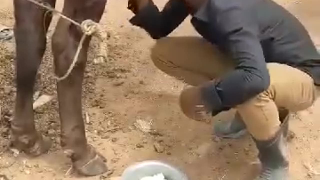 Time for breakfast..😂 fresh milk from cow..