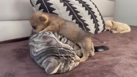 Funny Cat Reaction to Puppies [Kitty sees them for the First Time]