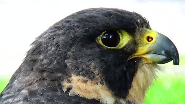 Peregrine Falcon