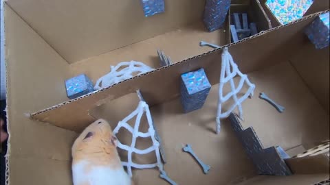 Hamster Escapes The Awesome Minecraft Maze With Underwater Obstacle Course2