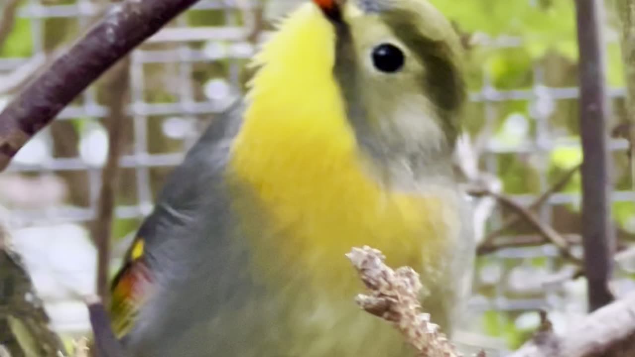 Pekin robin male bird singing