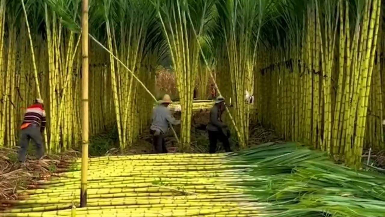 Sugercane harvesting