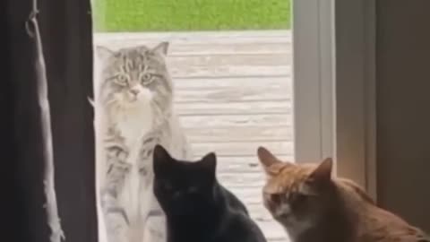 Funny cat video #Short #puppy #firstshortvideo