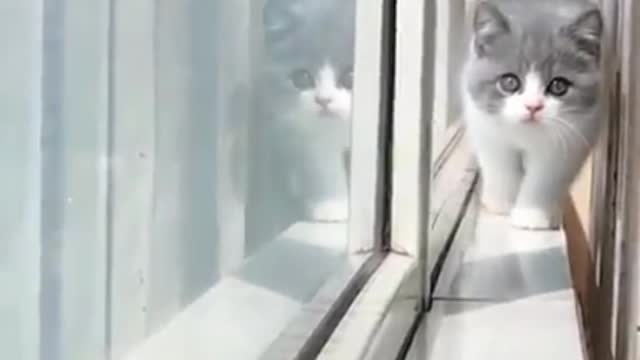 Cutest cat walking in different style