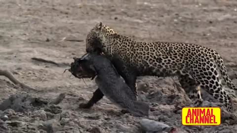 Leopard 🐆🐅 attacks two Lechwe