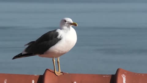 Seagull Bird Sea Animal Sky Water Close Up