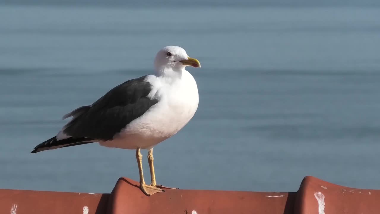 Seagull Bird Sea Animal Sky Water Close Up