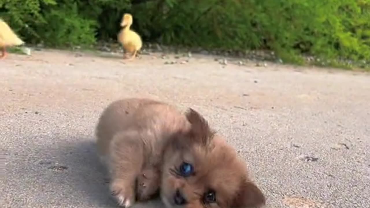The naughty dog started to be naughty before he could walk steadily