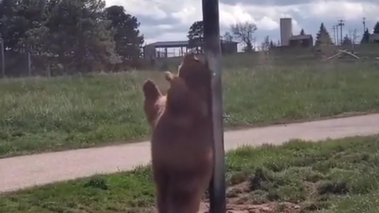 Meet The Dancing Bear