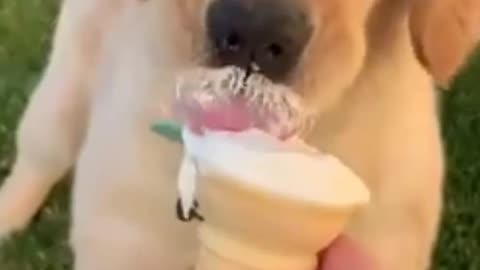 Dog eating ice cream🍦🍦